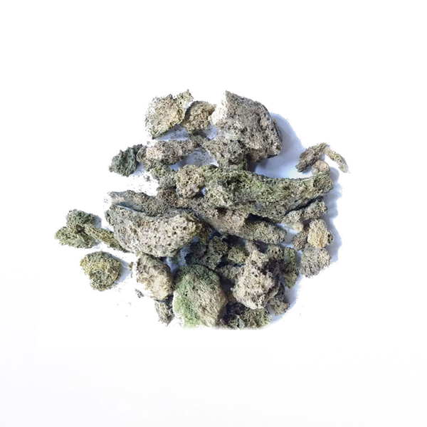 Spongillidae wholesale